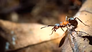 Close-up of wood ant on a brown leaf
