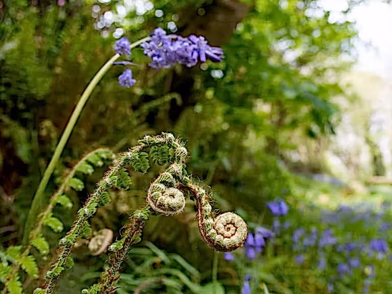woodland bluebells