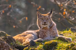 Think you know what wild is?