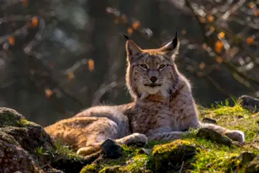 Young Eurasian lynx in woodland.